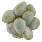 6  12 x 16 mm Pear Shaped Drops : Ultra Luster - Opaque Green