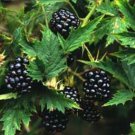 Organic seeds Blackberry Thornfree