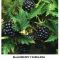 Organic seeds Blackberry Thornfree