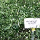 Andrographis paniculata - natural antibiotic