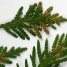 Cedar