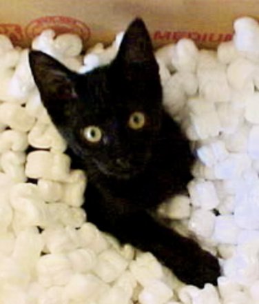 International Order Details Explanation **READ BEFORE ORDERING**!