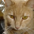 Cat Note Cards - AAcn
