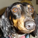 Dog Face Print - AAdf
