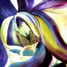 Orchid 4 - NW90218