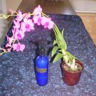 Essential Oil Body Lotion - DPeol