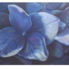 Hydrenga Print - NWpp