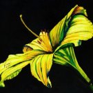 Yellow Lily Print - NWlp