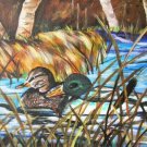 Mallards Print - NWmp