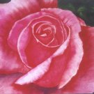 Pink Rose Print - NWprp