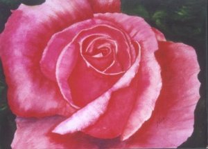 Pink Rose Print - NWprp