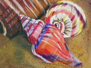 Seashell Print - NWssp