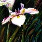 White Lily Print - NWwlp