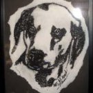 Dalmation - AAda