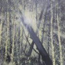 Thru the Wood - LVtw