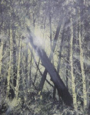 Thru the Wood - LVtw