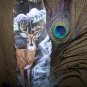 Original Hand Painted Feathers - OWf1