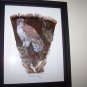 Red Tailed Hawk Framed Feather Art - OWrt