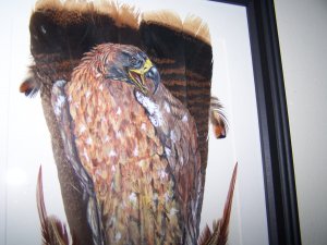 Golden Eagle Framed Feather Art - OWge