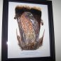 Golden Eagle Framed Feather Art - OWge
