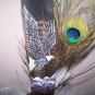 Original Hand Painted Feathers - OWf7