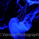 Jellyfish 11x14 Print