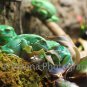 Frog 11x14 Print