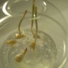 EASY,FUN & PRETTY SEED GERMINATION ON CLEAR GEL 32 oz EASY,FUN & PRETTY SEED GERMINATION ON CLEAR GEL 32 oz