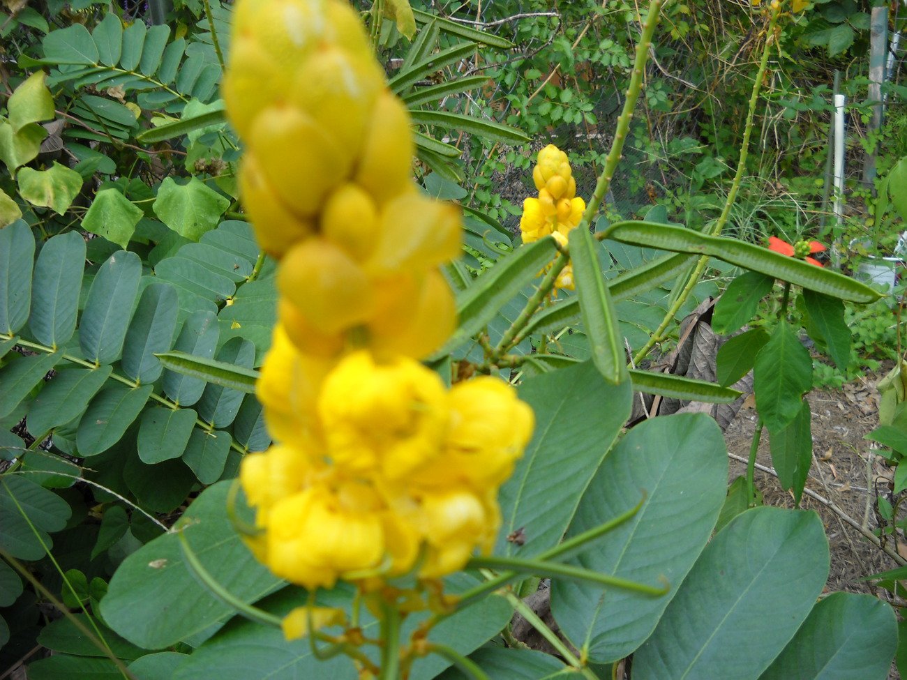 tropical yellow flower bush plant 100 seeds Candlestick Cassia candle stick