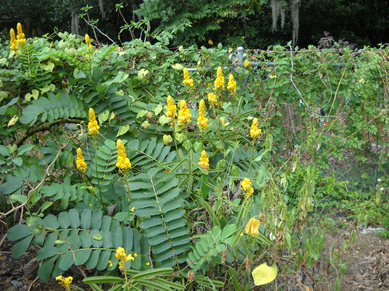 tropical yellow flower bush plant 100 seeds Candlestick Cassia candle stick