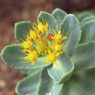 Certified Organic Rhodiola Rosea Root 3oz