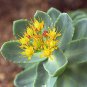 Certified Organic Rhodiola Rosea Root 3oz