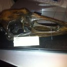Giant Vulture Eagle Teratorn Skull Replica 14 Foot Wingspan Tar Pits