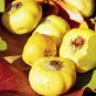 RARE ANATOLIAN YELLOW HAWTHORN TREE 5 SEEDS