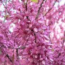 JUDAS TREE 25 SEEDS