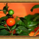 ORNAMENTAL TOMATOES FLOWER FRESH 10 SEEDS