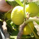 RARE ANATOLIAN SARI ZEYBEK FIG BARE ROOTED SEEDLINGS 2 PC