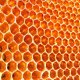 The Body HoneyComb