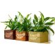 Planters