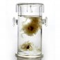 180ml Clear Glass Heat Resistant Infuser Teapot Nice for Flower/Green Tea Pot