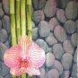 BAMBOO FLOWER & STONE 180 x 200 cm POLYESTER Bathroom Use SHOWER CURTAIN SET