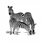 ZEBRA Black & White Design 178 x 178cm Bathroom Use Polyester SHOWER CURTAIN SET