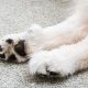 Paw Care