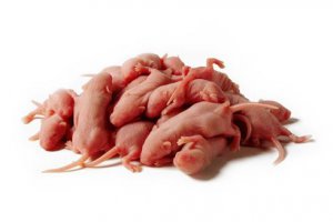 Individually Packaged Frozen Pinky Feeder Mice 25 Pack Size 1 9 G
