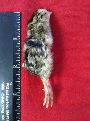 Individually Packaged Frozen Day Old Feeder Quail 25pack