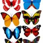 Butterfly Magnets 12cm Wingspan, Real looking Butterflies x 4 pack