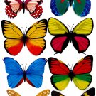Large Butterfly Magnets 12cm Wingspan Real Looking Butterflies