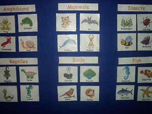 Science Animal Categorization/Groups - CHOOSE FROM FELT OR LAMINATED