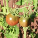 Organic Tomato Seeds Black Cherry Heirloom - Home Grown