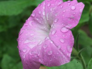 Organic Petunia multiflora 'Old Fashioned Vining' Seeds Mix - Home Grown